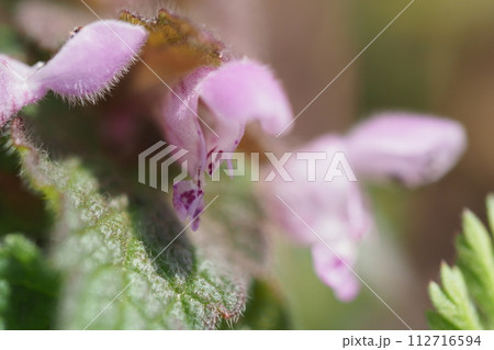 ヒメオドリコソウの花のアップ 112716594