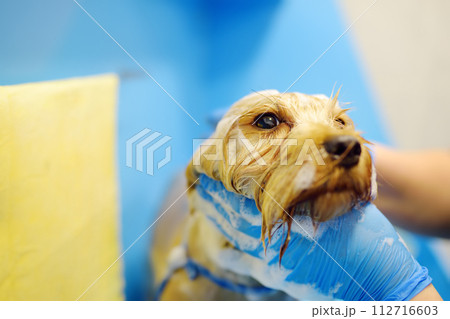 Dog grooming salon. Skillful female groomer washing cute terrier dog using shampoo. Pet care in veterinary clinic. 112716603