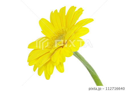 【ガーベラ】 (深度合成) 112716640