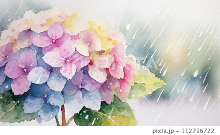 雨の中、クローズアップした水彩画タッチのピンク色の紫陽花のイラスト