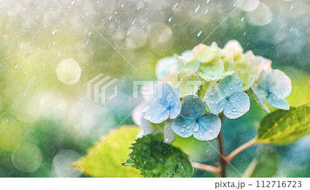 雨の中、クローズアップした水彩画タッチの水色の紫陽花のイラスト 112716723