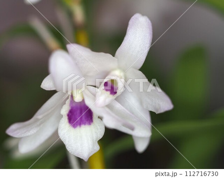 デンドロビウムの花のアップ デンドロビウムの花のアップ 112716730