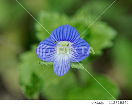 オオバコ科クワガタソウ属オオイヌノフグリの花 112716843