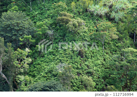 Close-up of lush tropical rain-forest hillside Close-up of lush tropical rain-forest hillside 112716994
