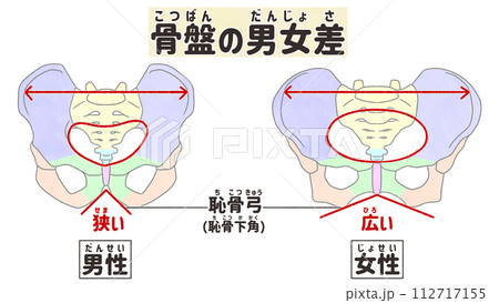 骨盤の男女比較 わかりやすい日本語図解イラスト 骨盤の男女比較 わかりやすい日本語図解イラスト 112717155