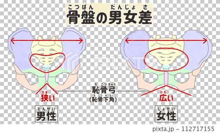 骨盤の男女比較 わかりやすい日本語図解イラスト 骨盤の男女比較 わかりやすい日本語図解イラスト 112717155