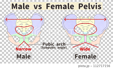 男女骨盆對比－簡單易懂的英文圖解 112717156