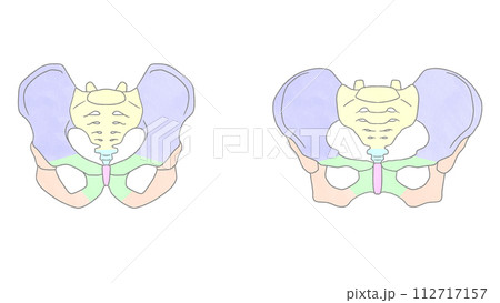 骨盤の男女比較　わかりやすい図解イラスト 112717157
