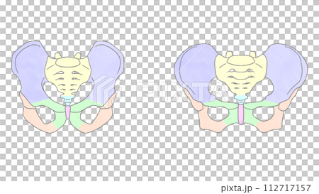 骨盤の男女比較　わかりやすい図解イラスト 112717157