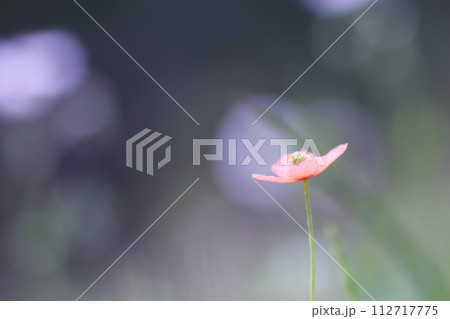 幻想的な淡い風景とポピーの花 幻想的な淡い風景とポピーの花 112717775