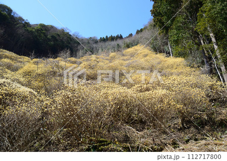 高場山ミツマタ 112717800