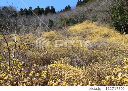 高場山ミツマタ 112717801