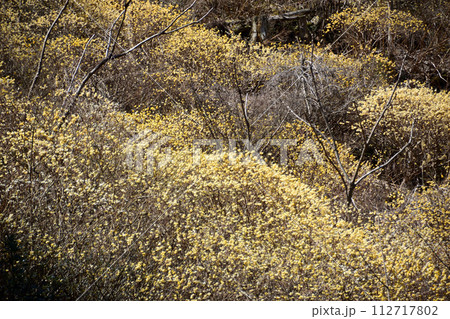 高場山ミツマタ 112717802
