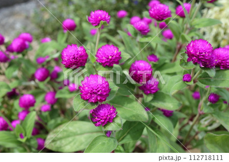 千日紅（令和4年8月下旬沖縄県南城市撮影） 112718111