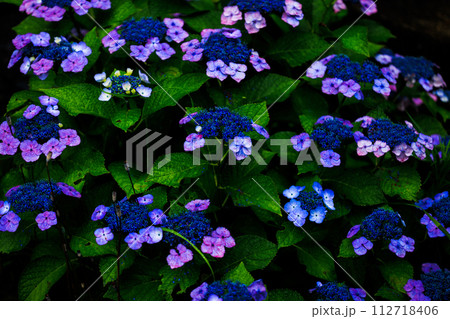 雨上がりが似合う紫陽花の花に雨の雫 雨上がりが似合う紫陽花の花に雨の雫 112718406