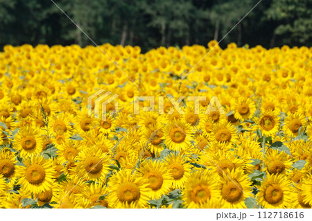 ひまわり 112718616