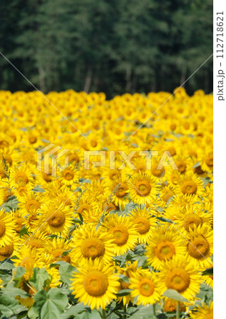 ひまわり 112718621