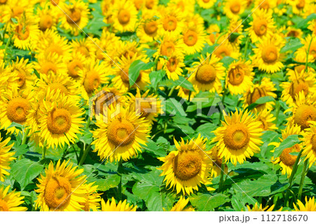 ひまわり ひまわり 112718670