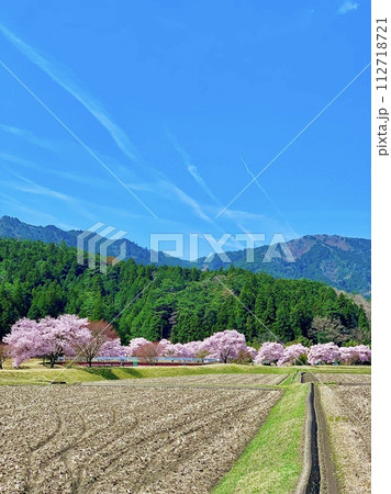青空と新緑に映える満開の桜並木(小彼岸桜)〈名倉川沿い/愛知県北設楽郡〉 112718721