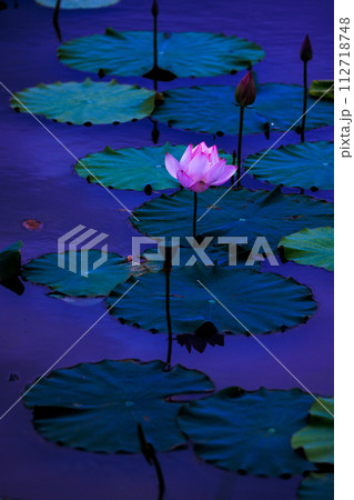 艶やかに水面に浮かぶ一輪の蓮の花 艶やかに水面に浮かぶ一輪の蓮の花 112718748