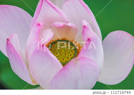 艶やかに水面に浮かぶ一輪の蓮の花 艶やかに水面に浮かぶ一輪の蓮の花 112718749