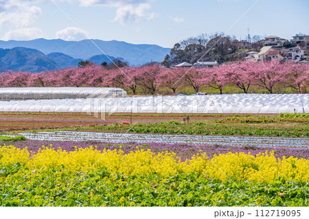 (静岡県)菜の花・かんなみの桜並木 (静岡県)菜の花・かんなみの桜並木 112719095