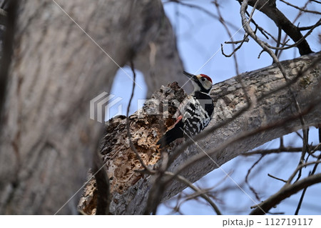 木に止まるアカゲラ 112719117