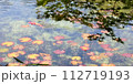 モネの池 112719193