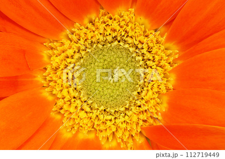 【ガーベラ】 (深度合成) 112719449