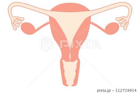 子宮・卵巣の図解イラスト、解剖図 112719914