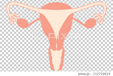 子宮・卵巣の図解イラスト、解剖図 112719914