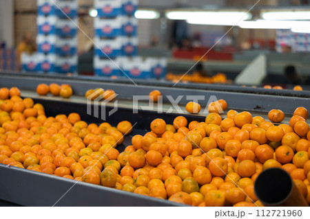 Ripe tangerines on a fruit sorting production line. Ripe tangerines on a fruit sorting production line. 112721960