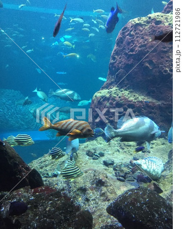 魚の群れたちが盛んに泳ぐ水槽 112721986