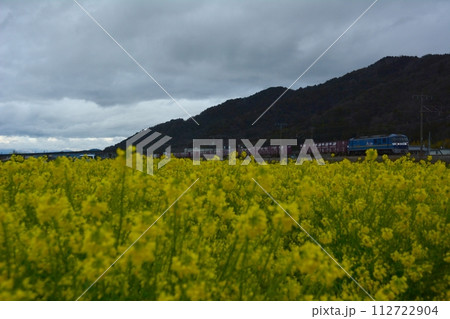 菜の花の咲く近江路を走るEF210牽引の貨物列車 （東海道本線 安土 - 能登川, 2024年3月） 112722904