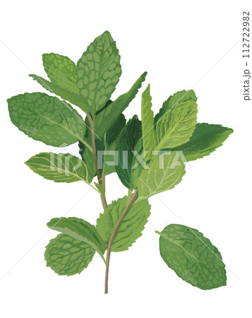 ハーブ（ミント） 112722982