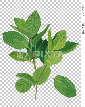 香草（薄荷） 112722982