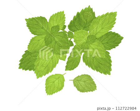 ハーブ（ミント） 112722984