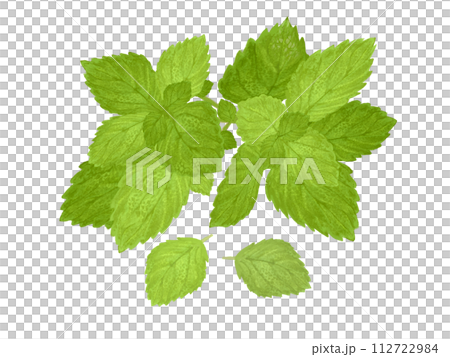 ハーブ（ミント） 112722984
