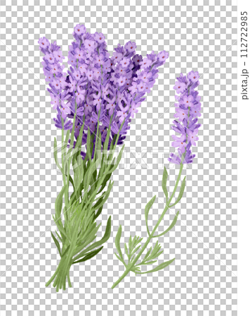 lavender 112722985