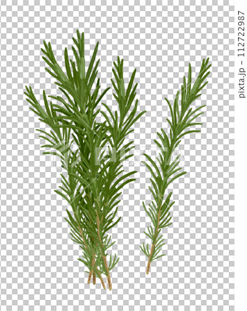 Herb (rosemary) 112722987