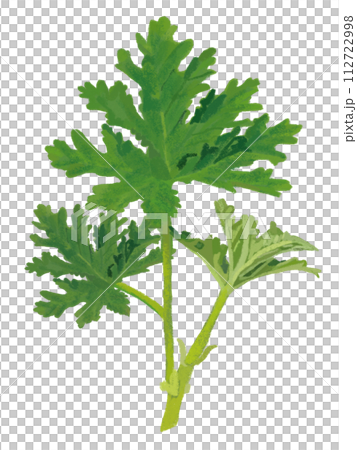 草本植物（天竺葵） 112722998