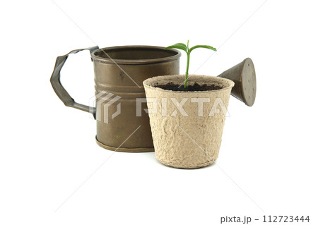 Seedling potted in biodegradable pot near vintage watering can Seedling potted in biodegradable pot near vintage watering can 112723444