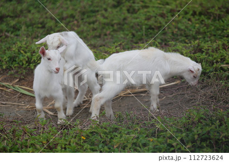 仔山羊　沖縄のメジャーな家畜 112723624