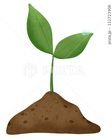 sprouting plant in soil 112723906