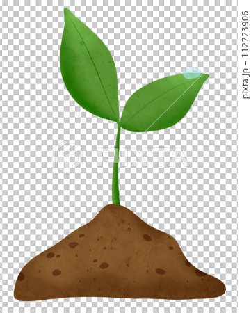 sprouting plant in soil 112723906
