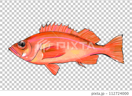 紅色的魚水彩插圖 112724000