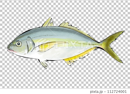 條紋竹莢魚手繪插圖 112724001