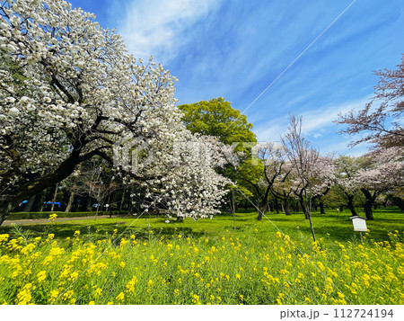 Japanese cherry blossoms in full bloom on a fresh green lawn in spring season horizontal Japanese cherry blossoms in full bloom on a fresh green lawn in spring season horizontal 112724194