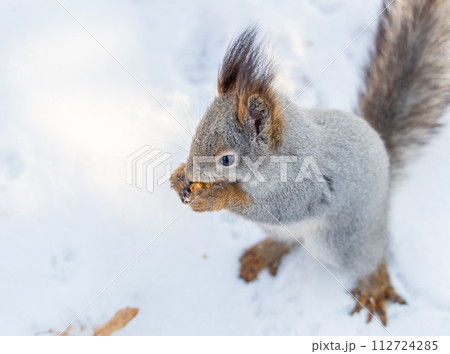 Portrait of a squirrel in winter on white snow background 112724285