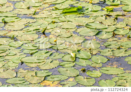 Yellow water lily flower, Nuphar lutea, blooming yellow among the green leaves on the water of the lake 112724324